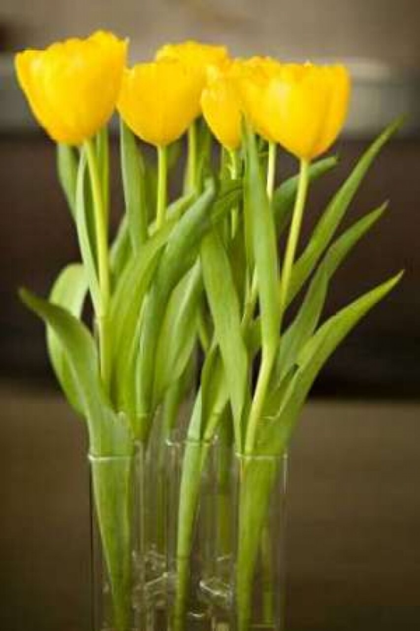 Yellow Tulips Poster Print by Karyn Millet - Item # VARPDXPSMLT258
